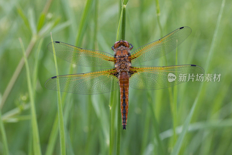 稀有的追逐蜻蜓(Libellula fulva)张开翅膀在阳光下的植被上休息